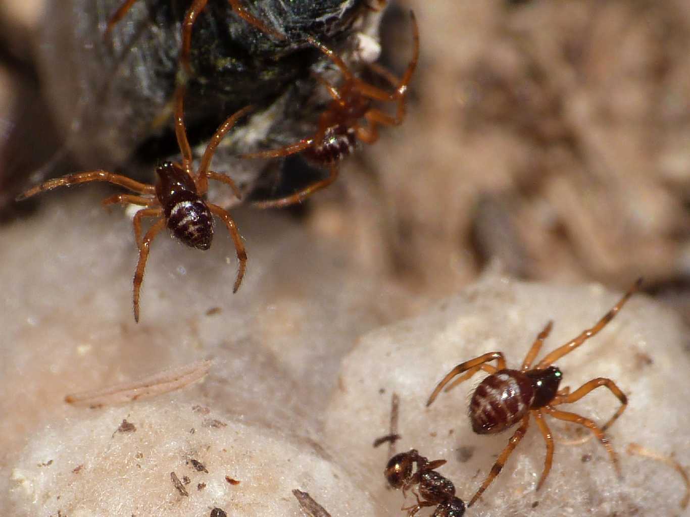 Steatoda paykulliana con prole . S. Teresa Gallura (OT)